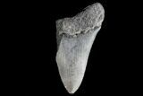 Partial, Fossil Megalodon Tooth #89032-1